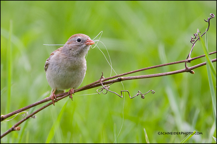 Field Sparrow with nest material