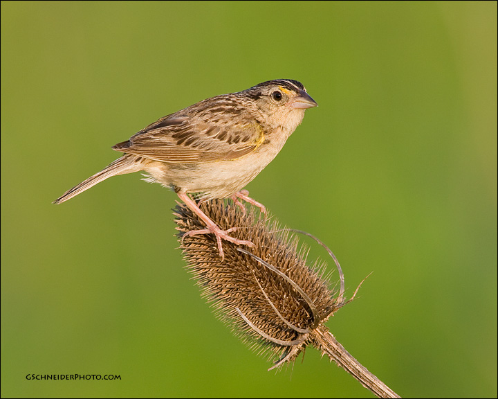 Grasshopper Sparrow on teasel