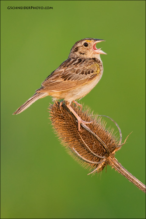 Grasshopper Sparrow singing