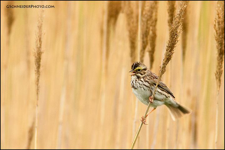 Savannah Sparrow singing from weedy field