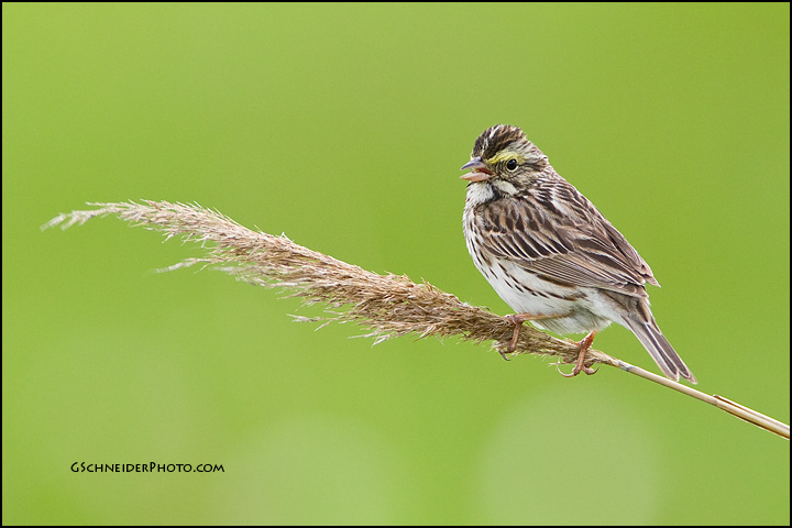 Savannah Sparrow singing