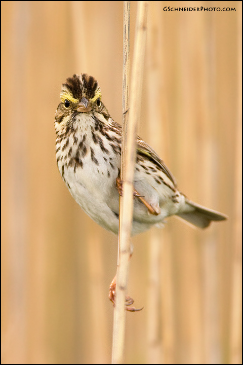 Savannah Sparrow