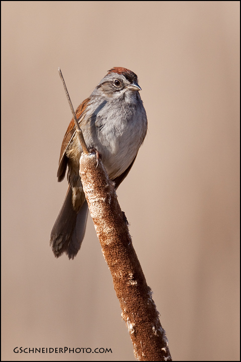 Swamp Sparrow on cattail