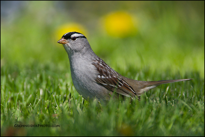 White-Crowned Sparrow