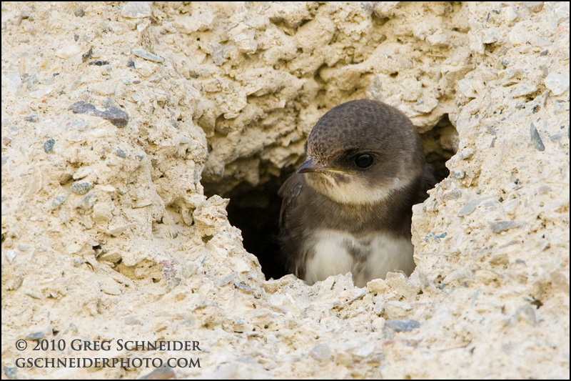Bank Swallow fledgling