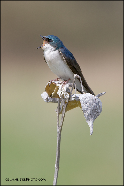 Tree Swallow calling