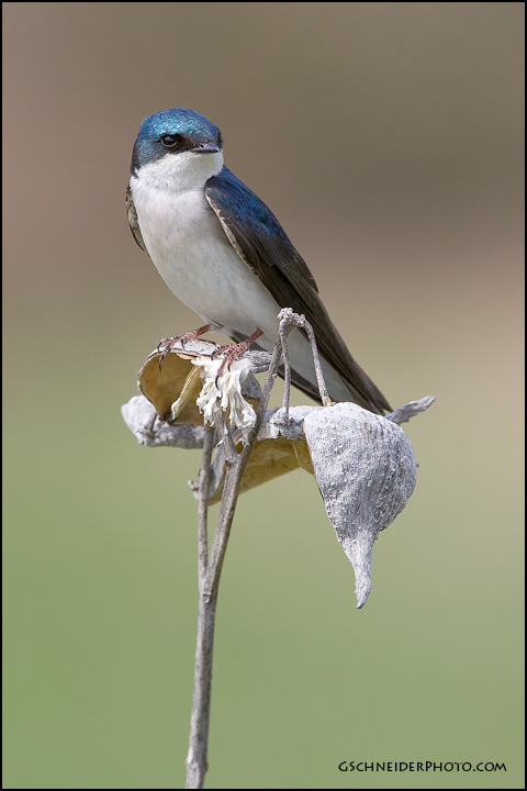 Tree Swallow on milkweed