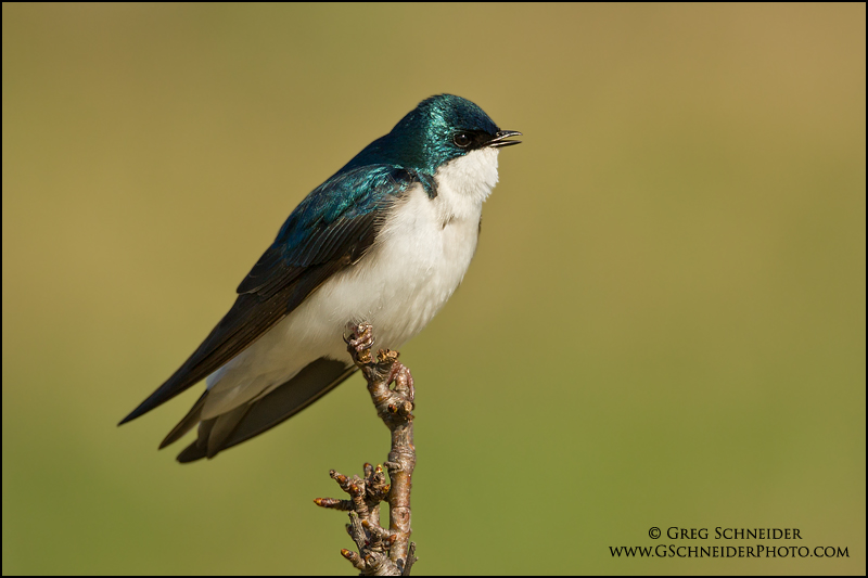 Tree Swallow