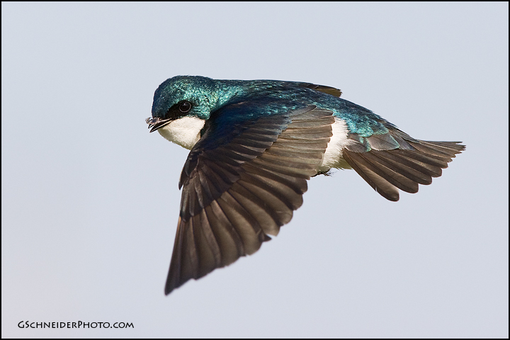 Tree Swallow in flight