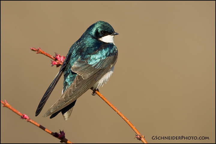 Tree Swallow on maple (9512)