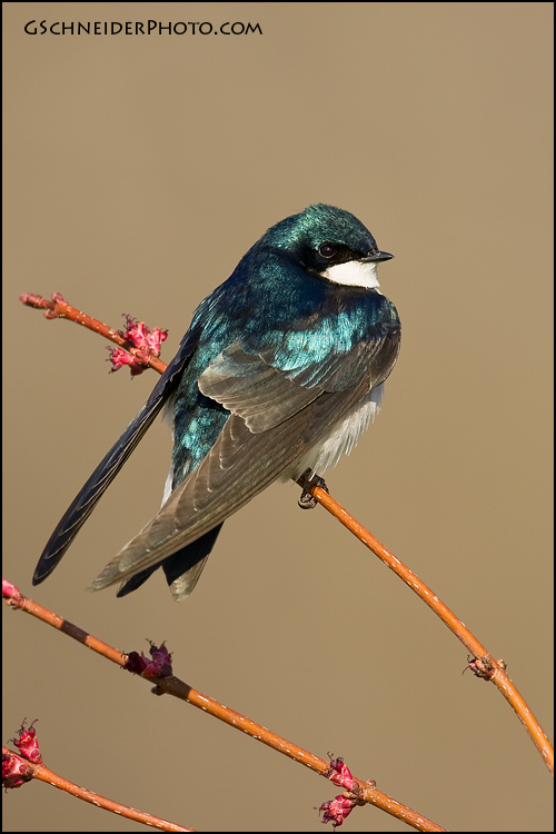 Tree Swallow perched on maple buds