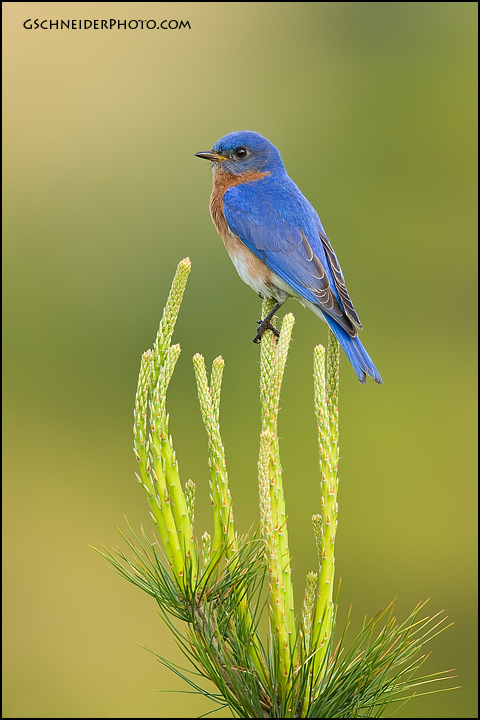 Eastern Bluebird