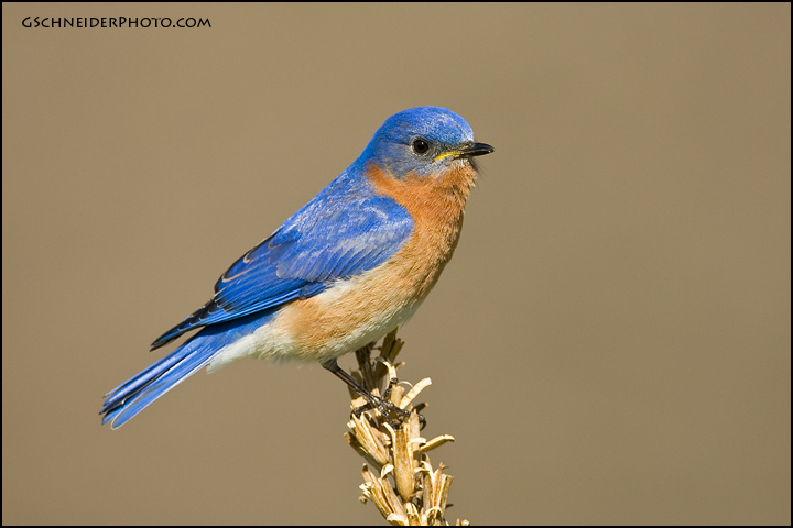 Eastern Bluebird male (9651)