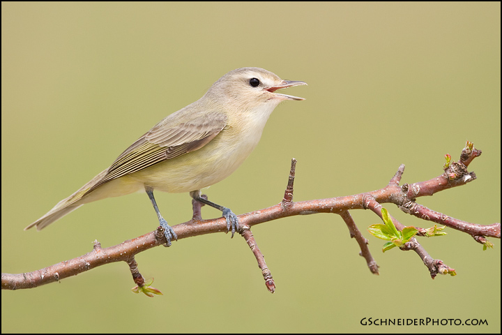 Warbling Vireo singing
