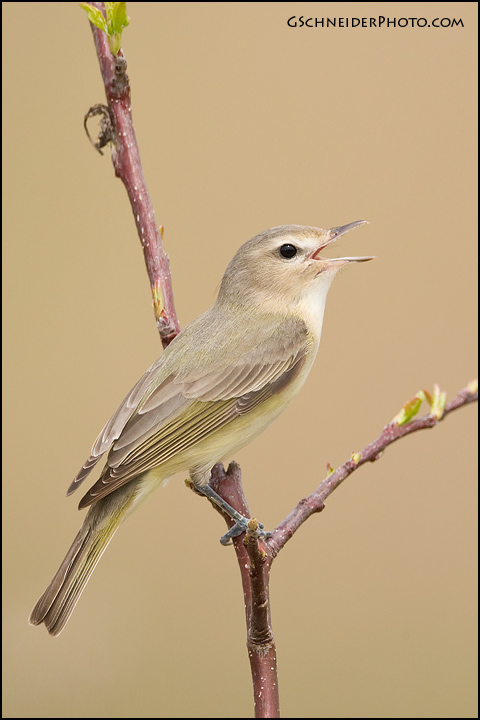 Warbling Vireo singing (1469)