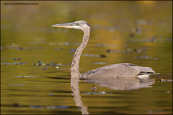 Great Blue Heron