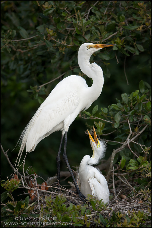Great Egret juvenile begging for food