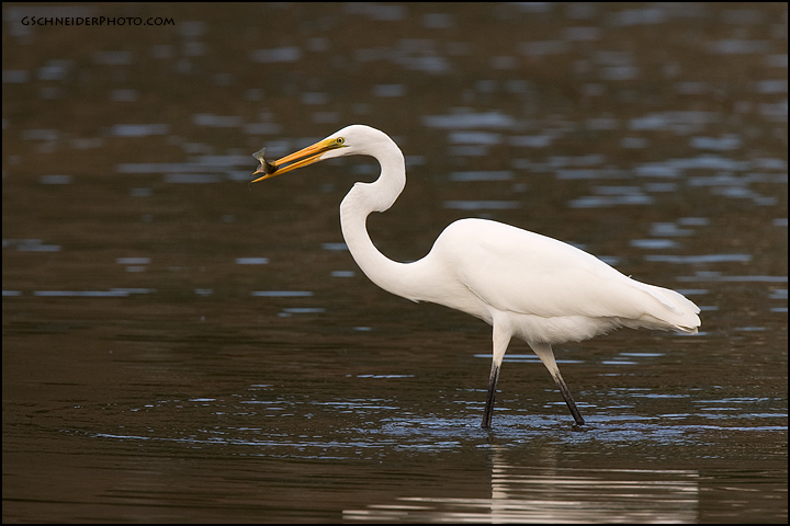 Great Egret