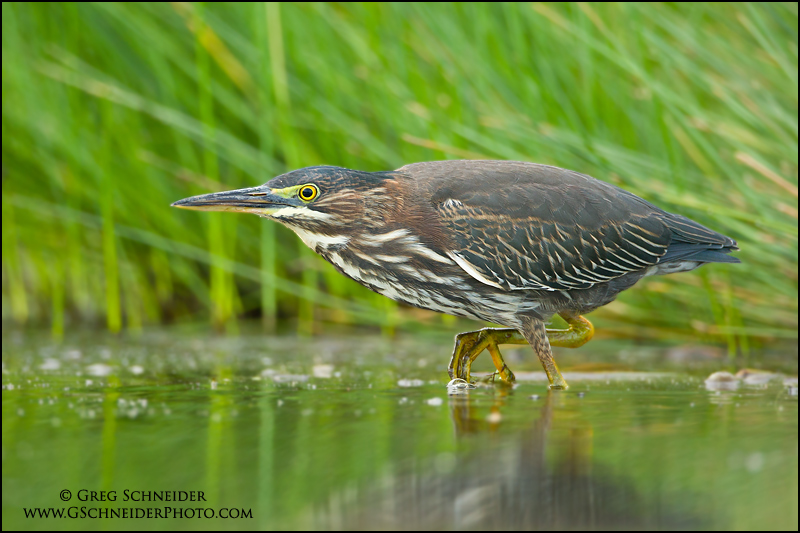 Green Heron hunting