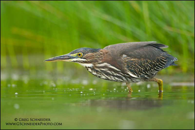 Green Heron stalking prey
