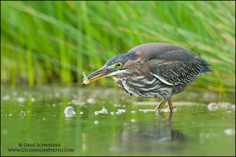 Green Heron with minnow prey
