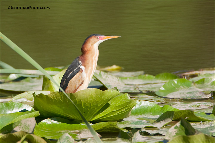 Least Bittern