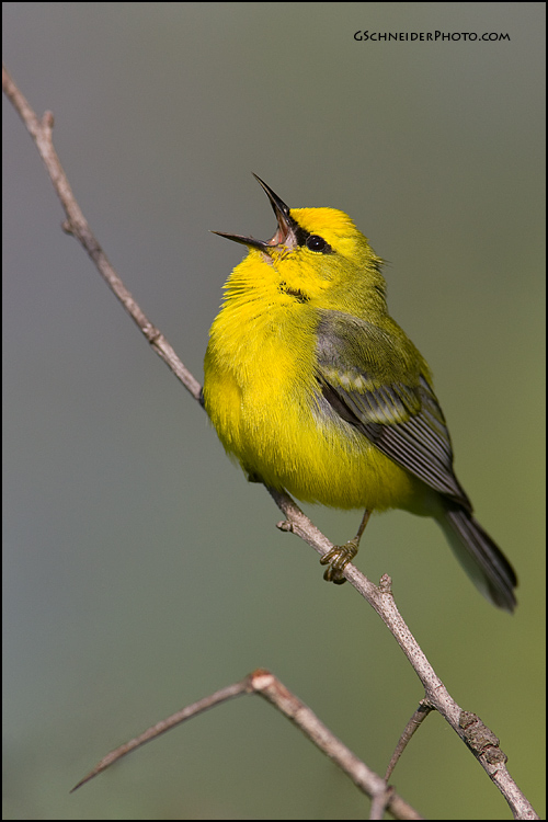 Blue-Winged Warbler singing