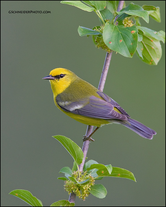 Blue-Winged Warbler profile