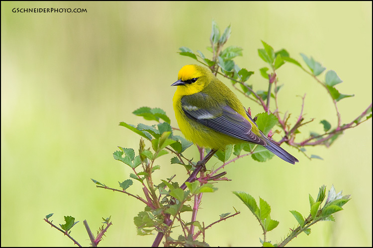 Blue-winged Warbler