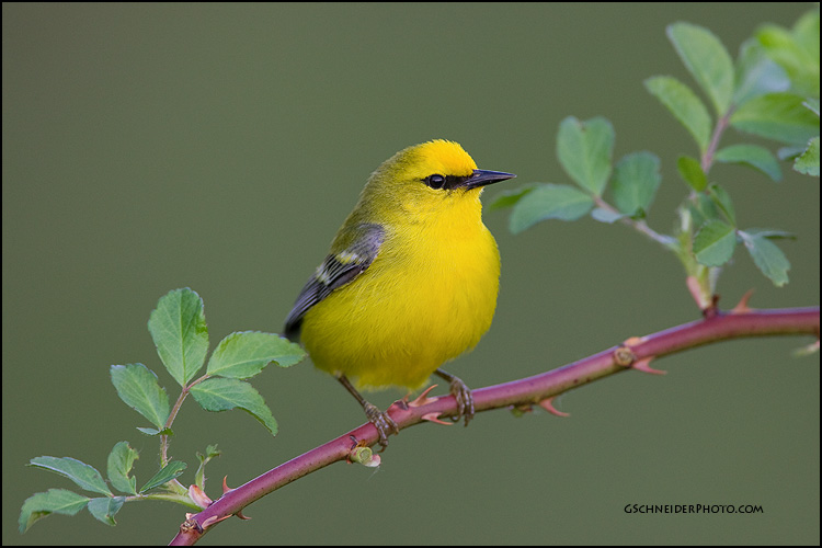 Blue-Winged Warbler on raspberry bush