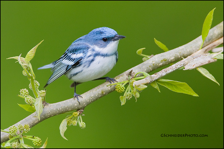 Cerulean Warbler (7366)