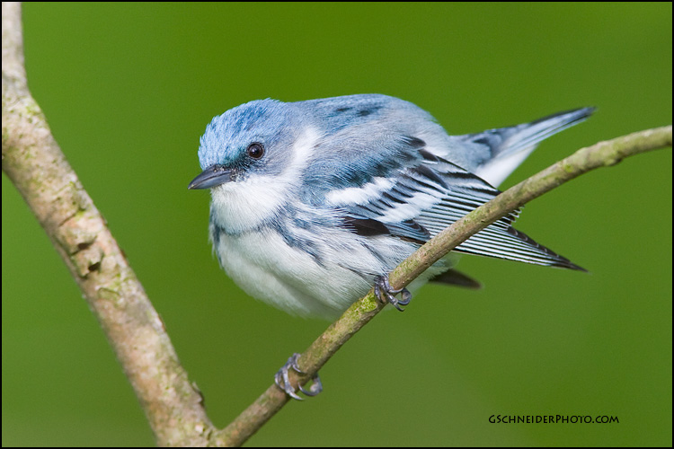 Cerulean Warbler male (7383)