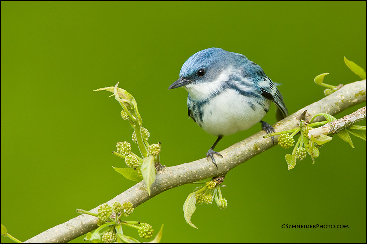 Cerulean Warbler (7370)