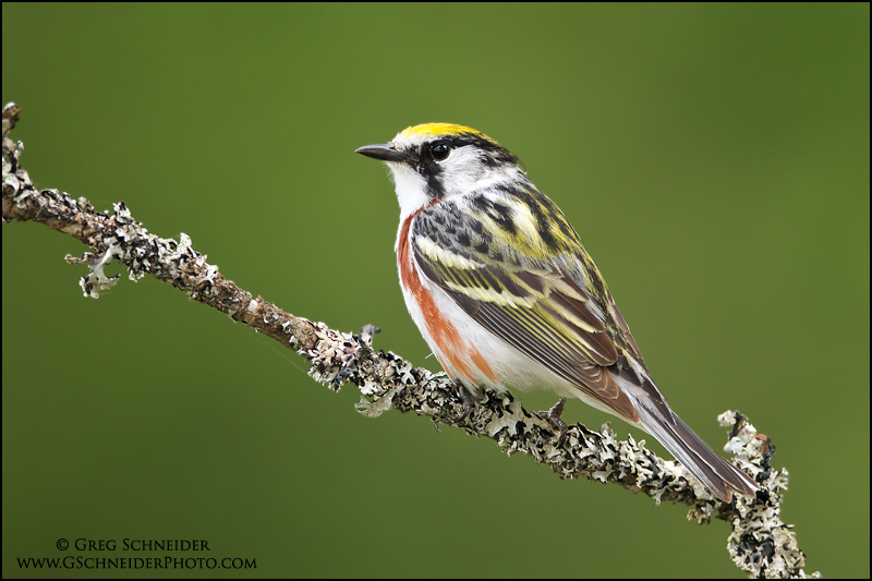 Chestnut-sided Warbler perched on a lichen covered branch