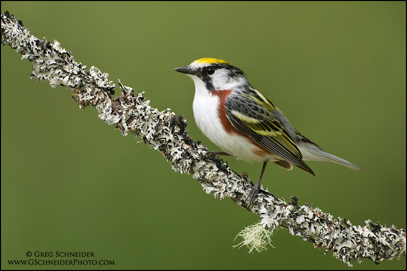 Chestnut-sided warbler straddling a branch