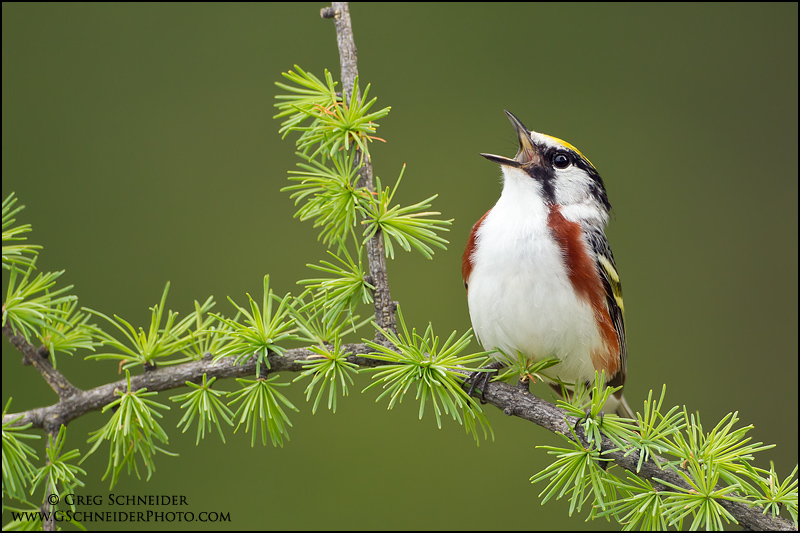 Chestnut-sided Warbler singing from tamarack perch