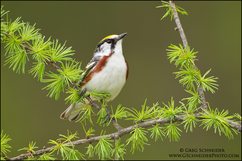 Chestnut-sided warbler perched on a tamarack