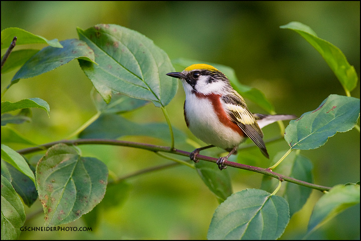 Chestnut-Sided Warbler