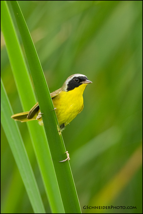 Common Yellowthroat