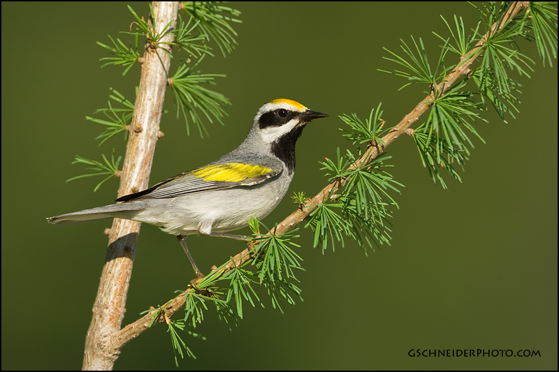 Golden-winged Warbler