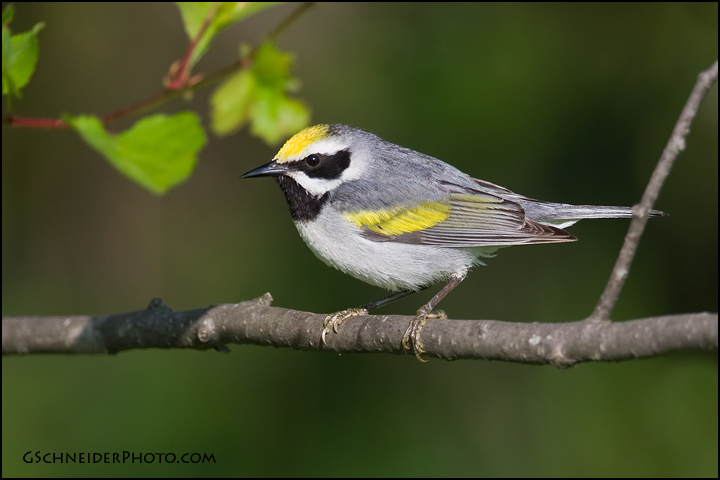 Golden-winged Warbler