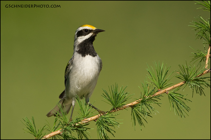 Golden-Winged Warbler (1065)