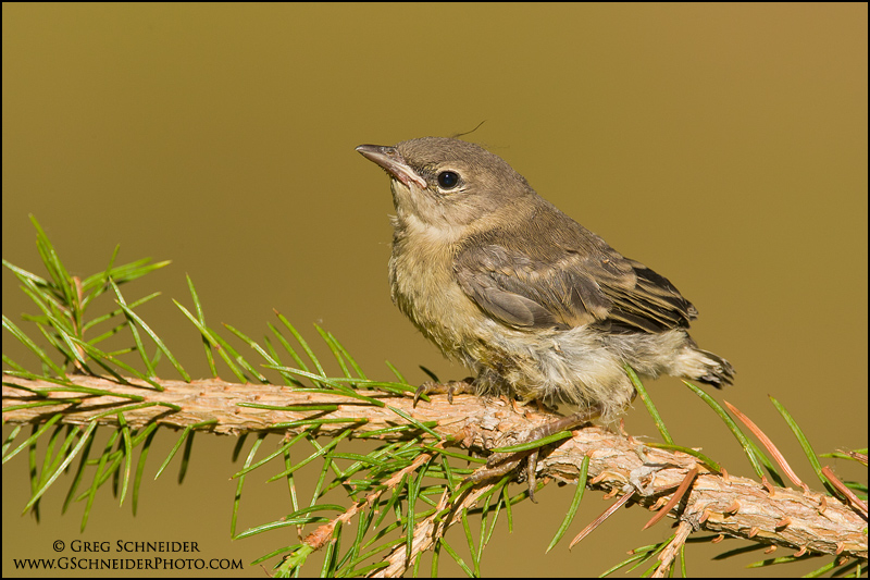 Juvenile Pine Warbler perched on a branch