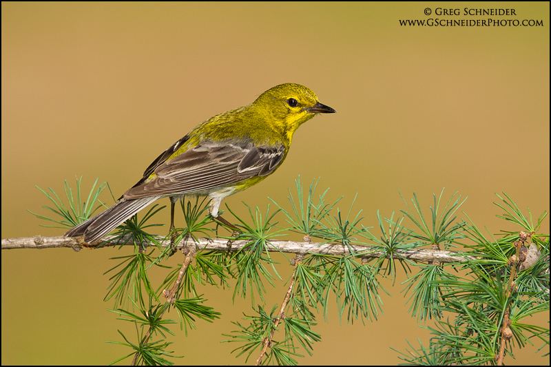 Pine Warbler male on tamarack, looking back