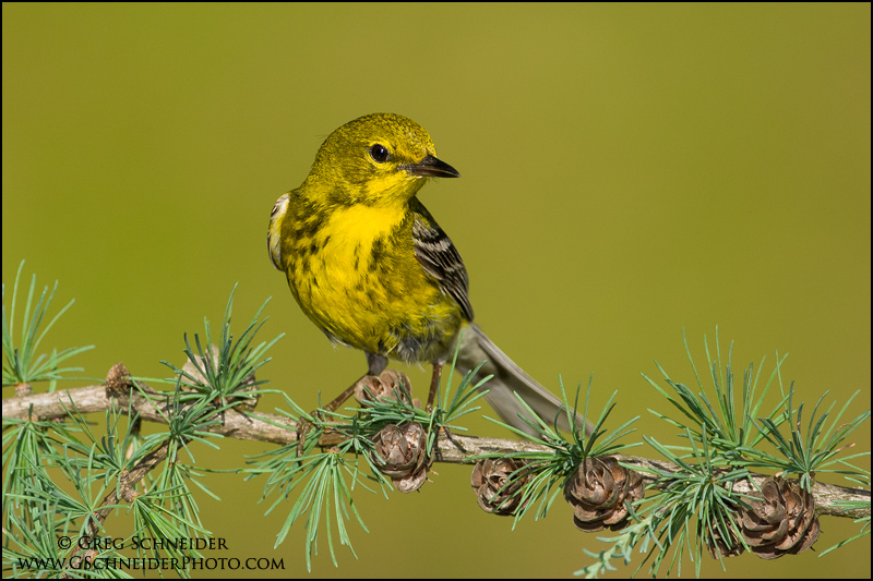 Male Pine Warbler on tamarack