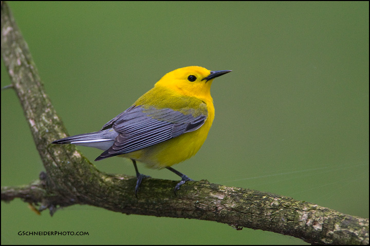 Prothonotary Warbler perched on mossy branch