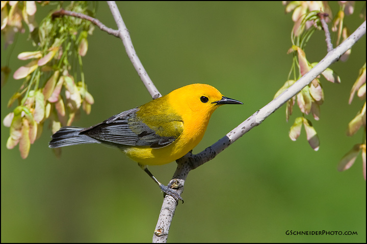 Prothonotary Warbler (7412)