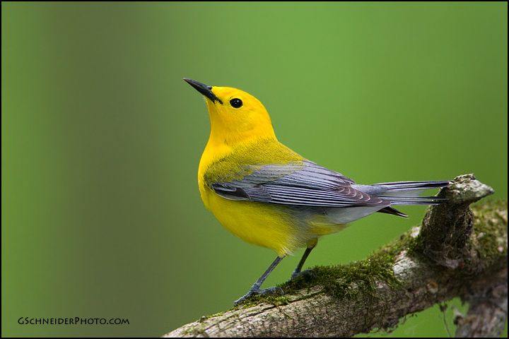 Prothonotary Warbler (7496)