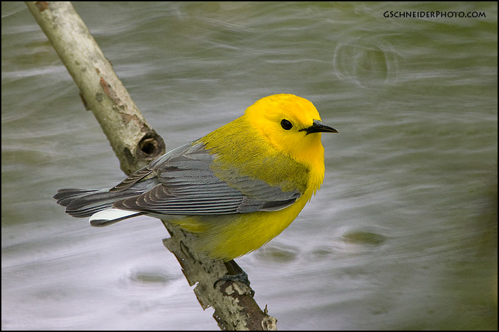 Prothonotary Warbler over water