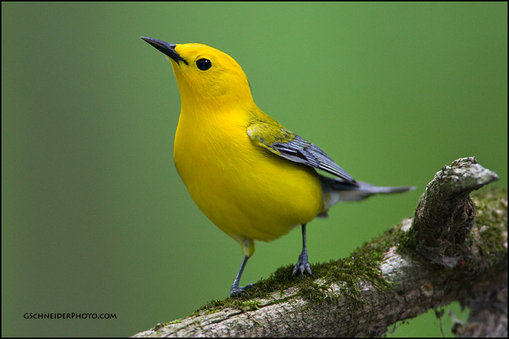 Prothonotary Warbler